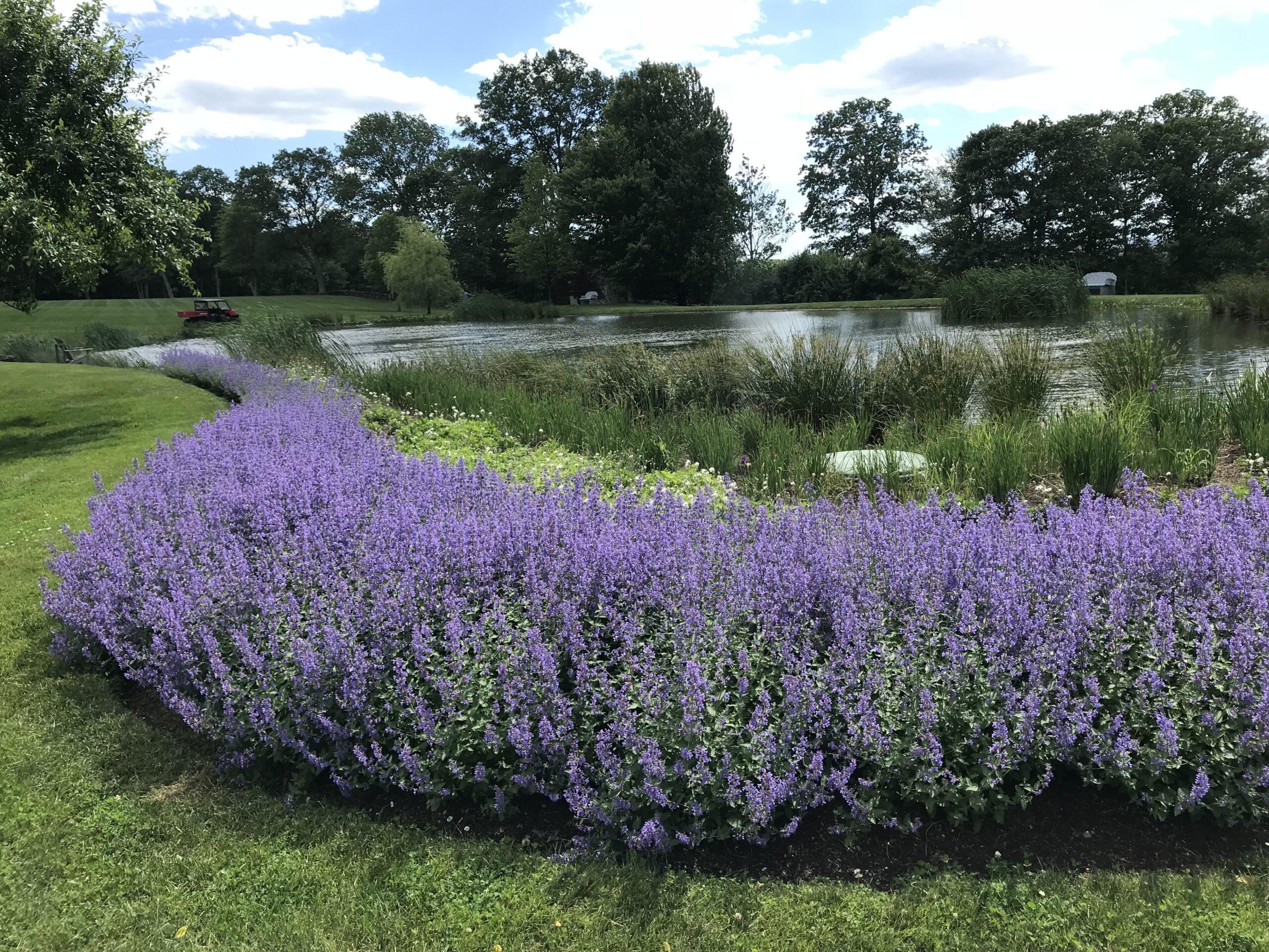 IMG_2482 Beautiful pond grasses and lavender with perfect rolling lawn care by Carpenter Landscaping